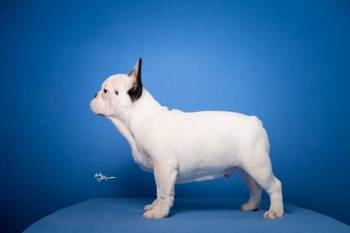 Francuski buldog štenci