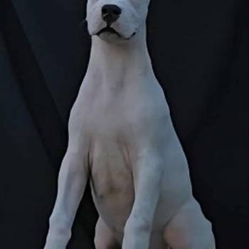 Dogo Argentino ženke