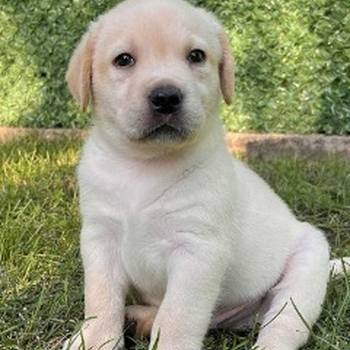 Labrador retriver štenci vrhunske krvne linije