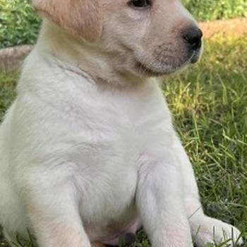 Labrador retriver štenci vrhunske krvne linije