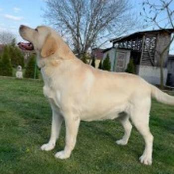 Labrador retriver štenci vrhunske krvne linije