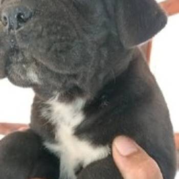Cane Corso