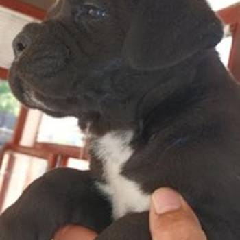 Cane Corso