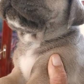 Cane Corso