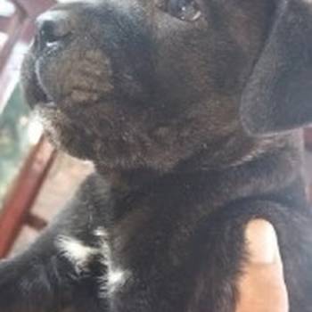 Cane Corso