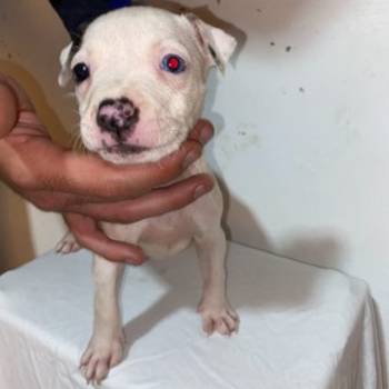 Pitbull Merle x Bluenose stenci
