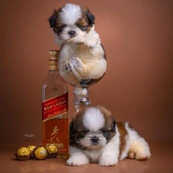 SHIH TZU štenci