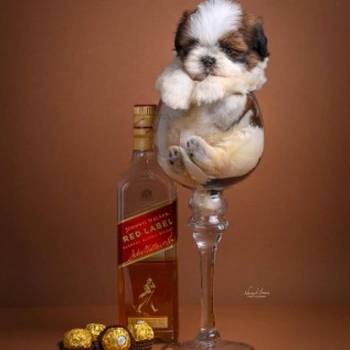 SHIH TZU štenci