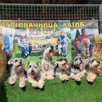 Patuljasti Snaucer biber so