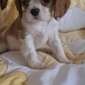 Cavalier King Charles štenci