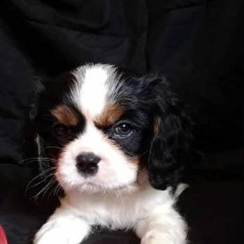 Cavalier King Charles štenci