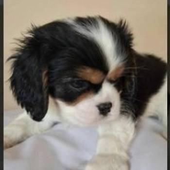 Cavalier King Charles štenci