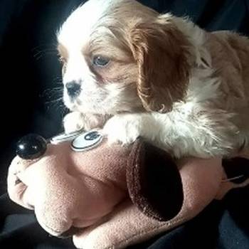 Cavalier King Charles štenci