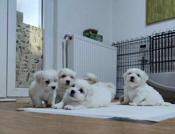 Coton de Tulear
