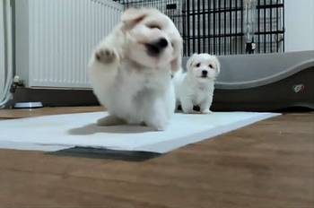 Coton de Tulear