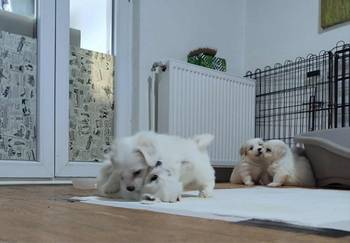 Coton de Tulear