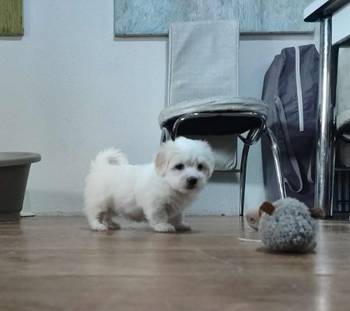 Coton de Tulear