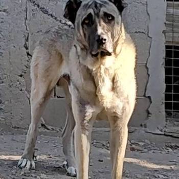 Turski Kangal, mužjak