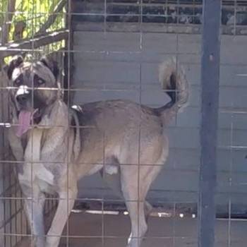 Turski Kangal, mužjak