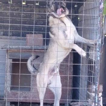 Turski Kangal, mužjak