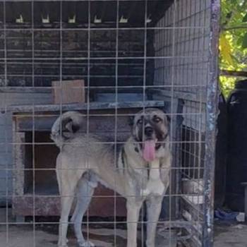 Turski Kangal, mužjak