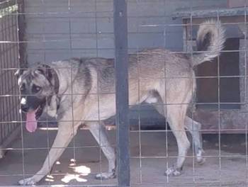 Turski Kangal, mužjak