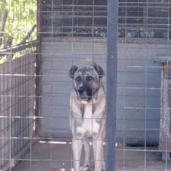 Turski Kangal, mužjak