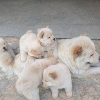 Chow chow-cau cau