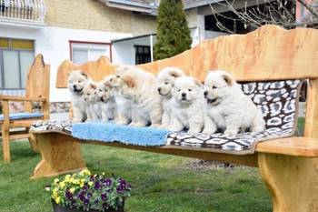 Chow chow-cau cau