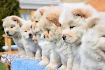 Chow chow-cau cau