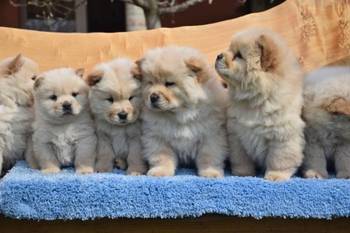 Chow chow-cau cau