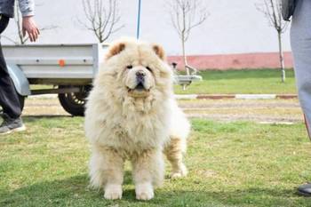 Chow chow-cau cau