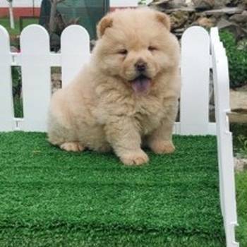 Chow chow-cau cau