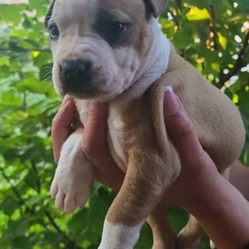 Pitbull štenci