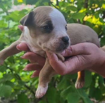 Pitbull štenci