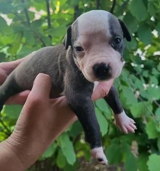Pitbull štenci