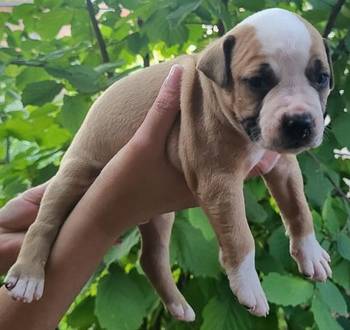 Pitbull štenci
