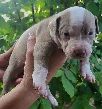 Pitbull štenci