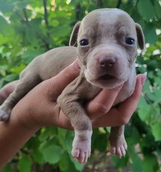 Pitbull štenci
