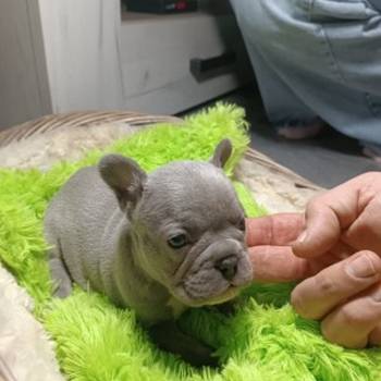 Francuski buldog štenci exotic,plavi,klasik i fluffy