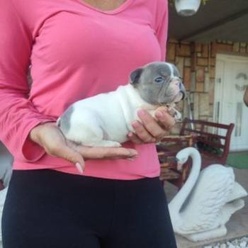 Francuski buldog štenci exotic,plavi,klasik i fluffy