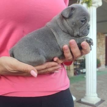 Francuski buldog štenci exotic,plavi,klasik i fluffy