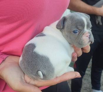 Francuski buldog štenci exotic,plavi,klasik i fluffy