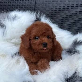 Crvena toy pudla