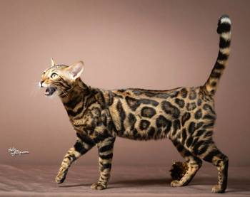 Bengalske macke, bengalsko mace