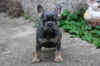 Francuski buldog štenci