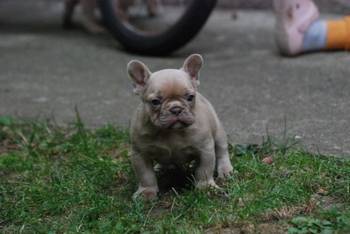 Francuski buldog štenci