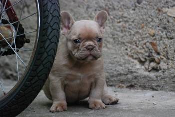 Francuski buldog štenci