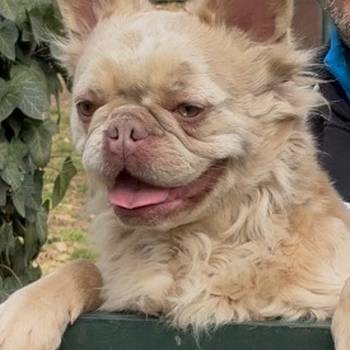 Francuski buldog, zenka u teranju