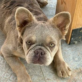 Francuski Buldog zenka